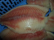تایلند منبع تازه غذاهای دریایی منجمد / فله ماهی منجمد   تیلاپیا فیله