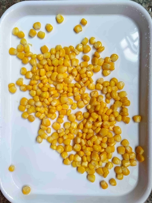 نوع کشت خوشمزه ذرت شیرین کنسرو شده غیر GMO برای صادرات
