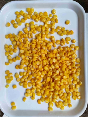 دانه های ذرت شیرین بدون GMO در قوطی