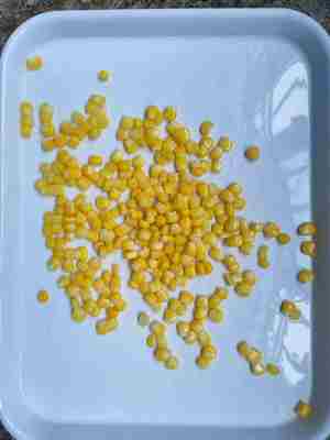 ذرت شیرین کنسرو شده آماده برای خوردن و برای هر غذای مناسب