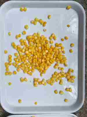 بخش ذرت شیرین هسته ذرت شیرین کنسرو شده بارگذاری آلرژن ها ممکن است حاوی ردیابی سویا و گندم باشد