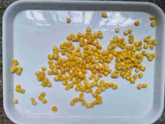 Commercial Sterility Canned Sweet Corn for Natural Color and Processing